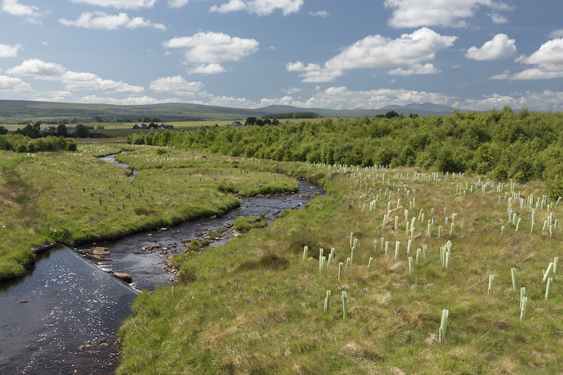Suplementary planting of sapllings in protective tubes alongside river to provide shading and water cooling, Tirry Broch, Sutherland