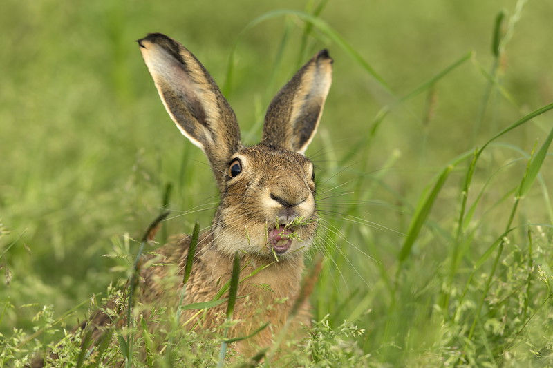 Brown Hare (Lepus capensis) feeding on grass shoot in area of set-aside, Cairngorms National Park, Scotland