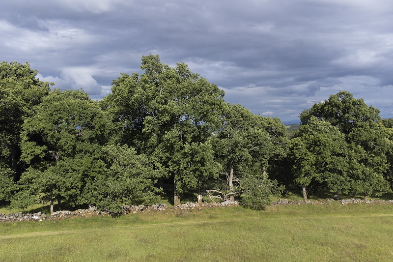 Aerial view of oak woodland and grassland, Sauchie Home Farm, near Stirling