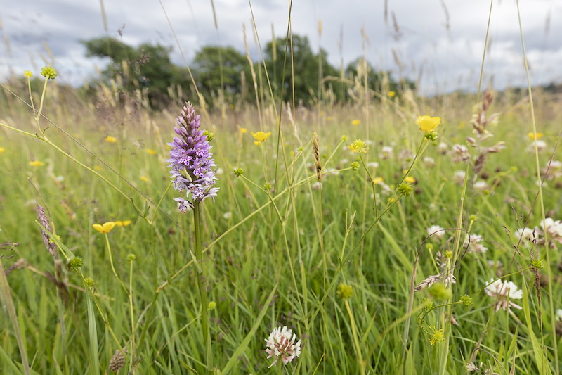 Heath spotted orchid, Dactylorhiza maculata, in grassland, Sauchie Home Farm, Stirling