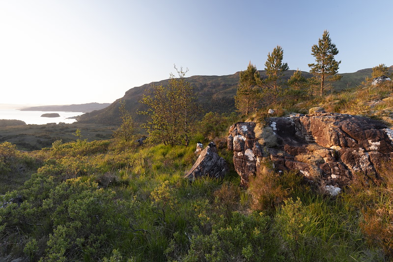 Mixed woodland of birch and pine establishing on higher slopes of Kinloch Woodlands, Shieldaig