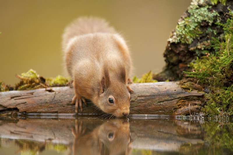 Red squirrel (Sciurus vulgaris) drinking at woodland pool, Scotland, November