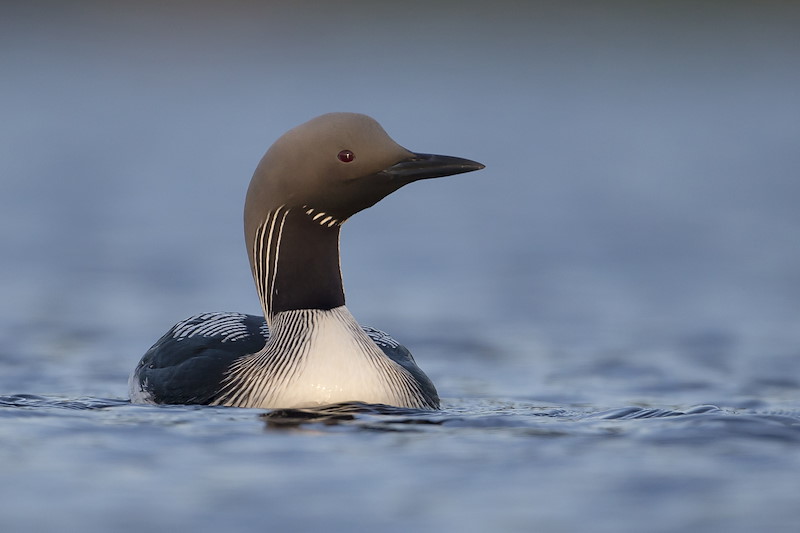 Black throated diver (Gavia arctica), Assynt, Scotland.