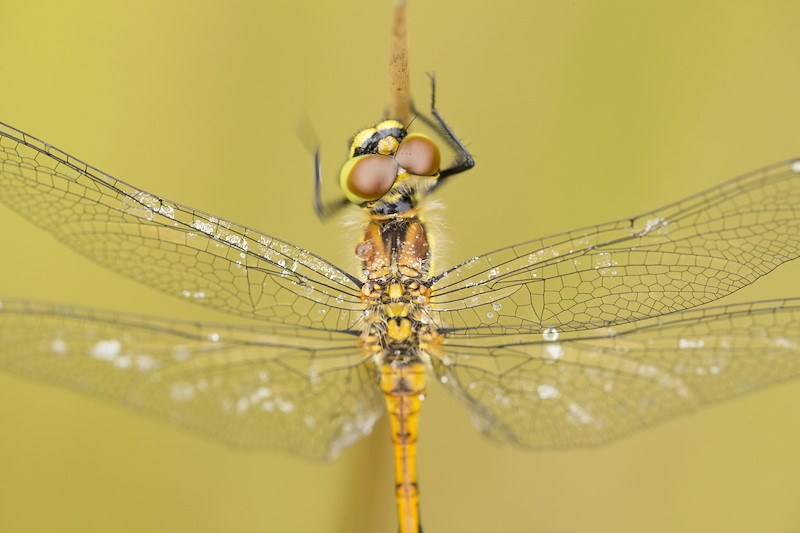 Black darter, Sympetrum danae, female perched, Scotland