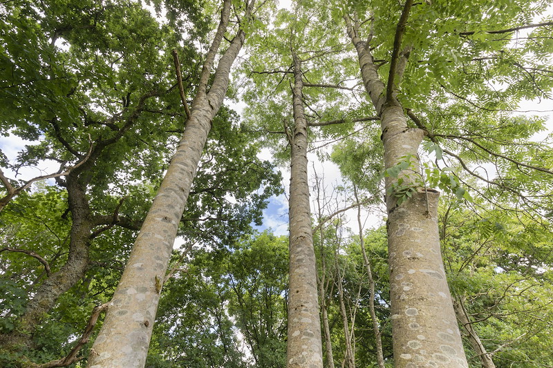 Ash, Fraxinus excelsior, in oak-dominated woodland, Sauchie Home Farm, Stirling