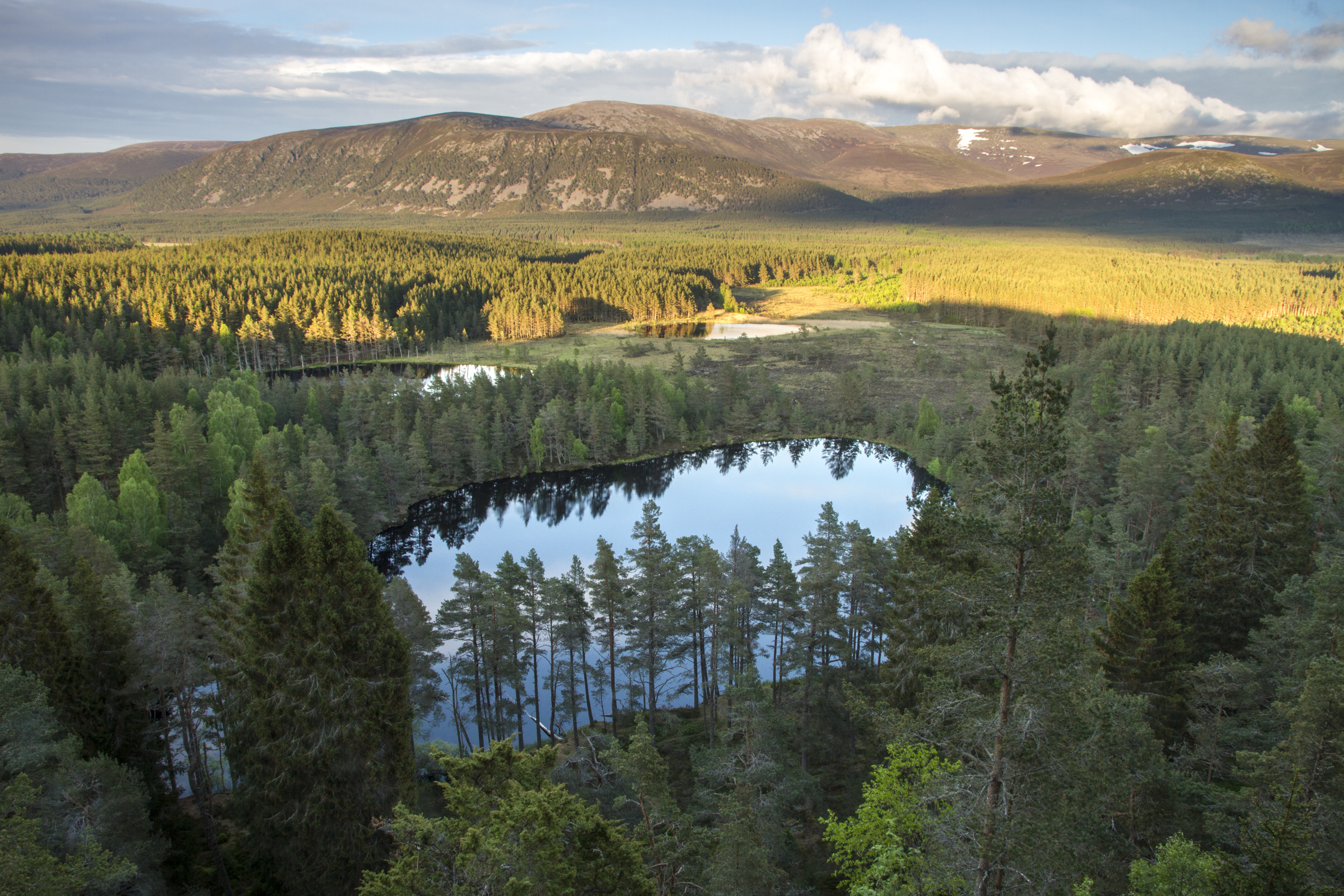 Cairngorms Rewilding  image