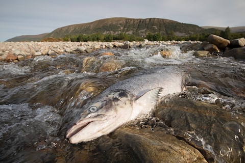 River restoration "key" to saving Scotland's disappearing salmon  Image illustrating River restoration "key" to saving Scotland's disappearing salmon