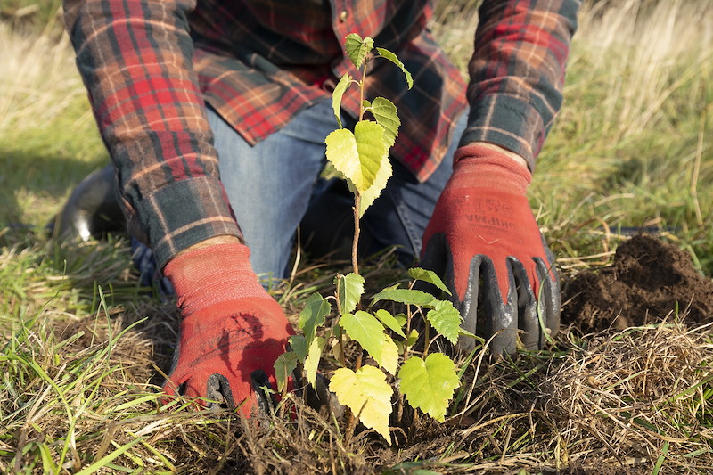 Mark Hilton, planting a silver birch sapling at Wreaton Farm, Aberdeenshire