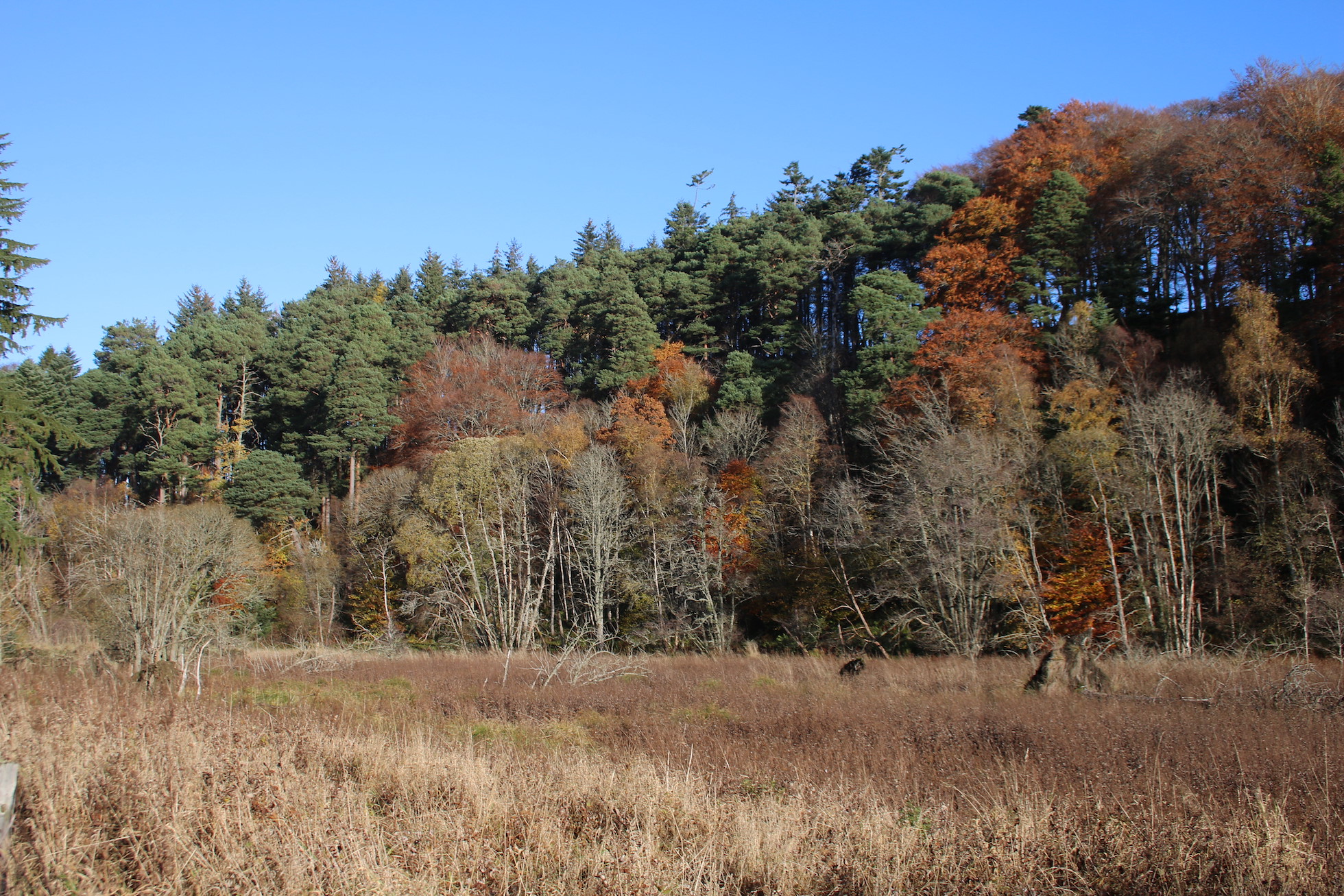 NRN PARTNER: Drummuir Home Farm