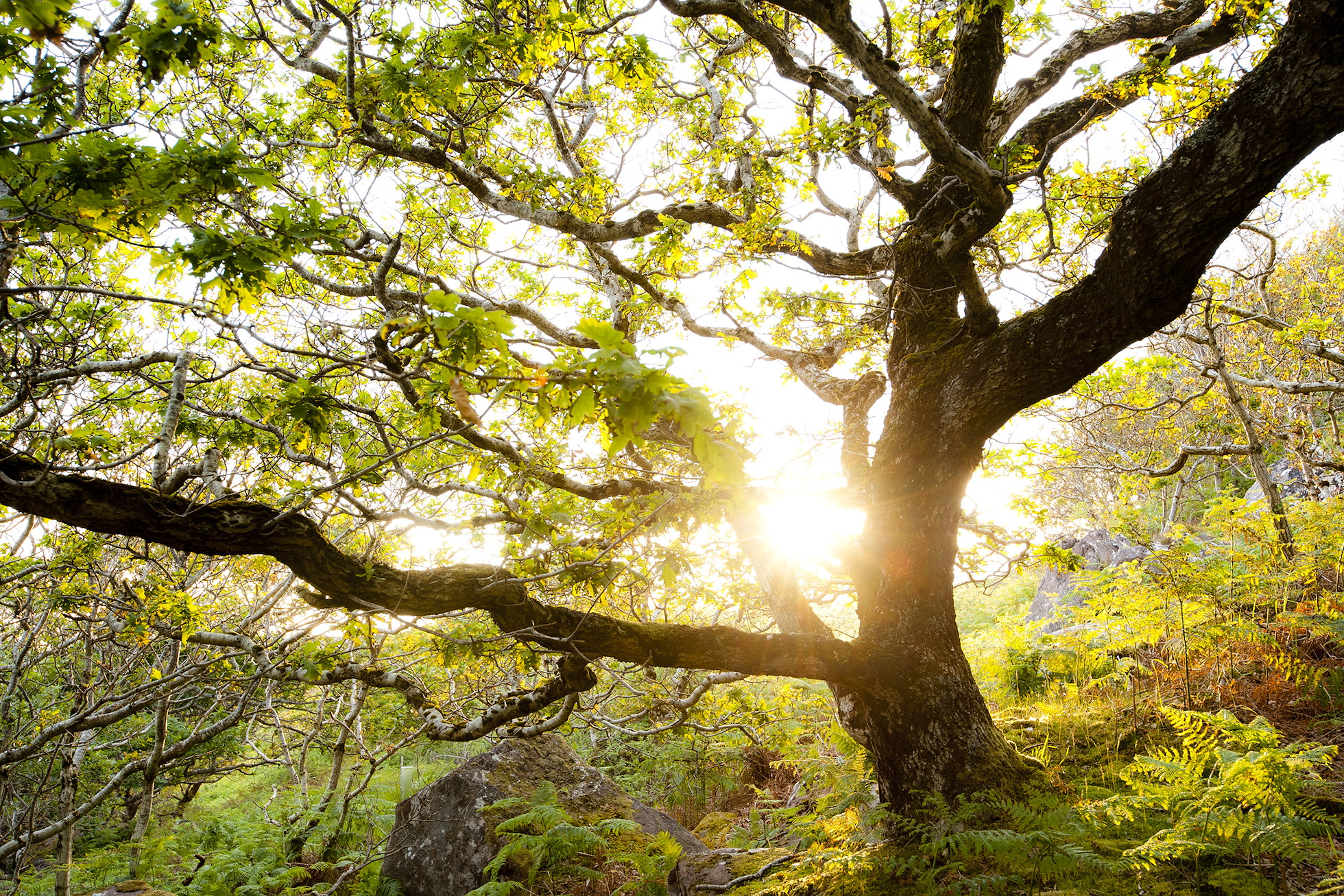 NRN PARTNER: Eilean Shona NRN PARTNER: Eilean Shona