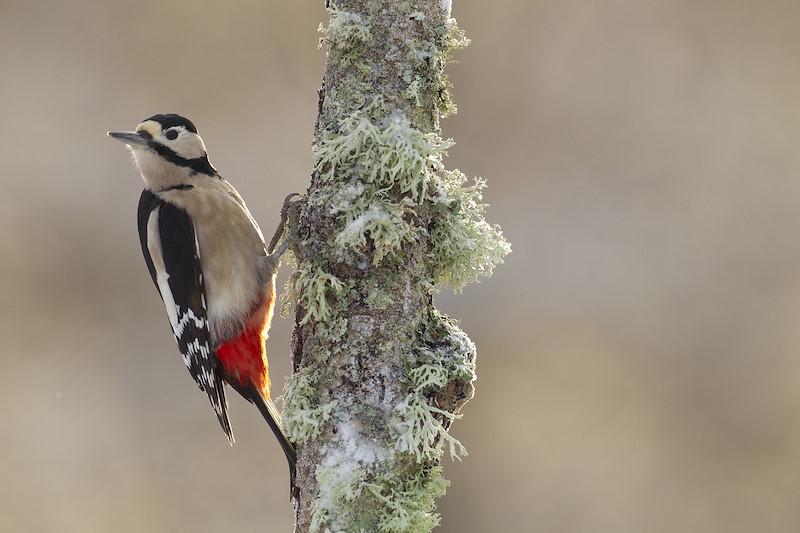 Great spotted woodpecker (Dendrocopus major) on birch tree, Cairngorms National Park, Scotland.