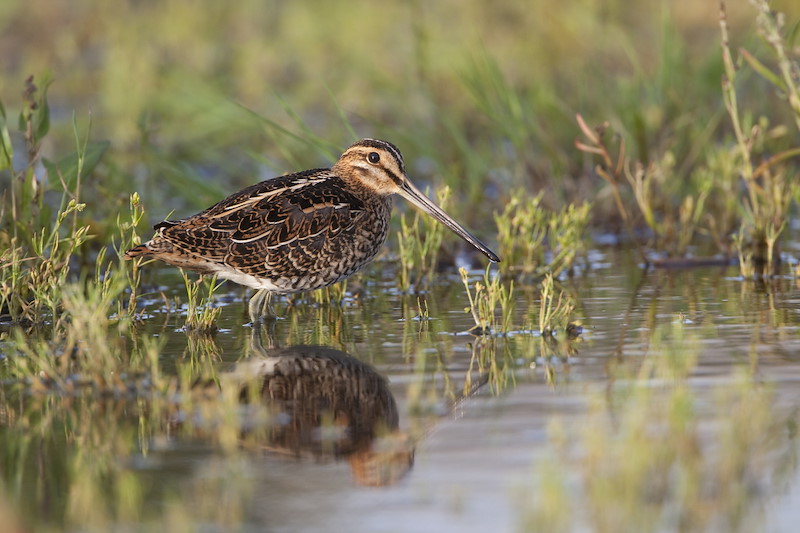 Snipe (Gallinago gallinago) adult  in wetland habitat. UK. July