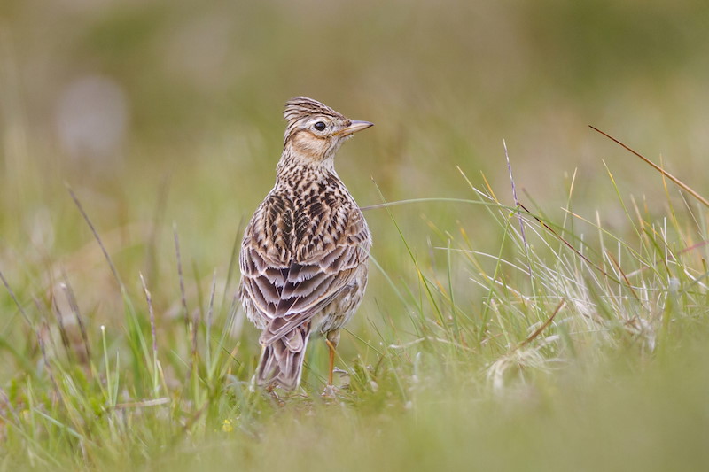 Skylark