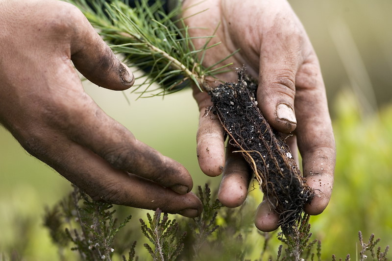 Tree planter handling scots pine sapling, Scotland.