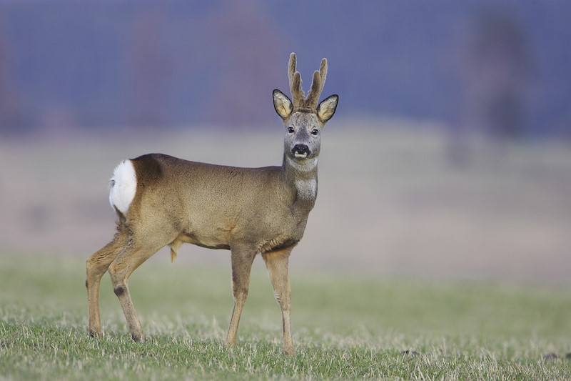 Roe deer buck in field. Scotland. April.