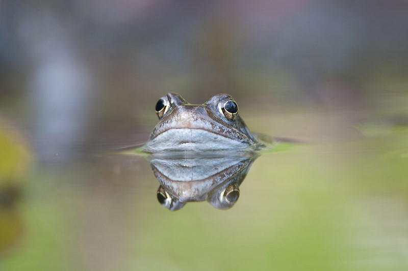 Common frog (Rana temporaria) in garden pond in spring, Warwickshire, UK