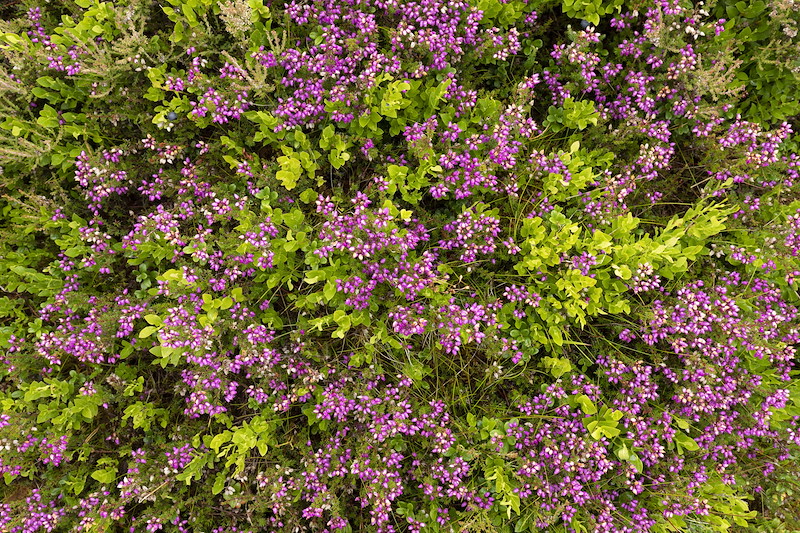 Bell heather and bilberry, Tombane, Logerait, Perthshire