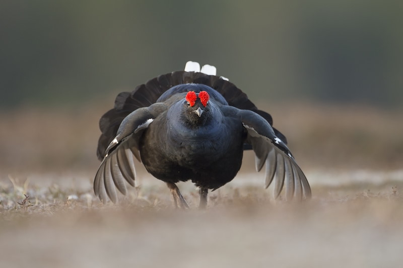 Black grouse (Tetrao tetrix) in display ritual (lek), Deeside, Scotland.