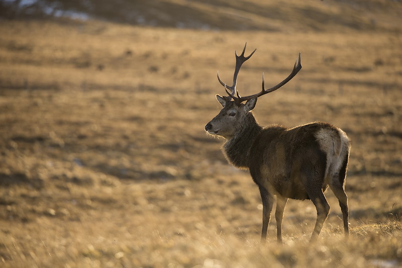 Red Deer (Cervus elaphus) stag on moorland