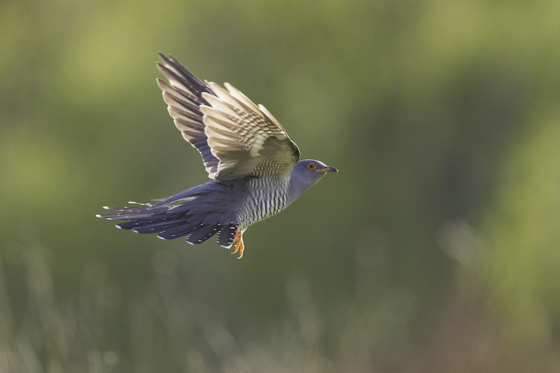 Cuckoo (Cuculus canorus) adult male in flight. Scotland.