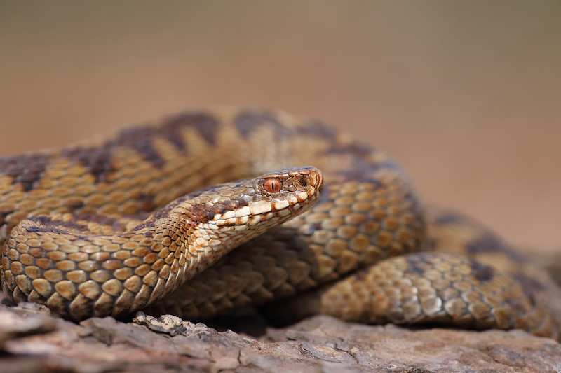 Adder2099 Apr15