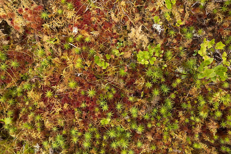 Close-up of sphagnum and other mosses growing close to the Kyllachy Burn, Glen Kyllachy, August 2023