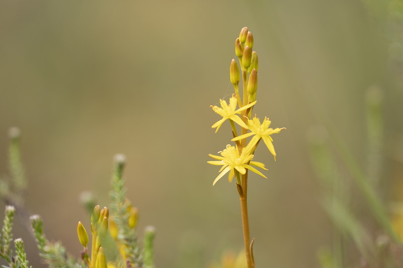 Bog asphodel, Narthecium ossifragum, in flower on wet upland heath, Tombane, Logerait, Perthshire
