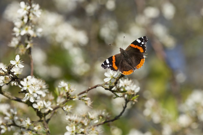 Red Admiral (Vanessa atalanta) on blackthorn blossom, Somerset Levels, Somerset, England, UK