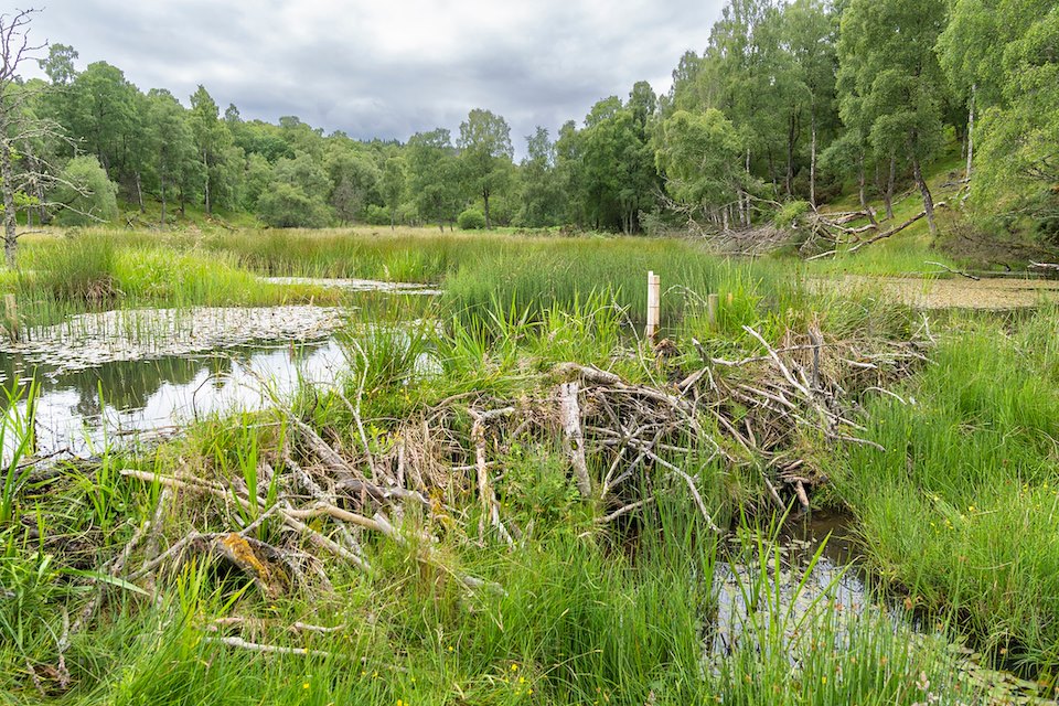 Wildlife on the river system