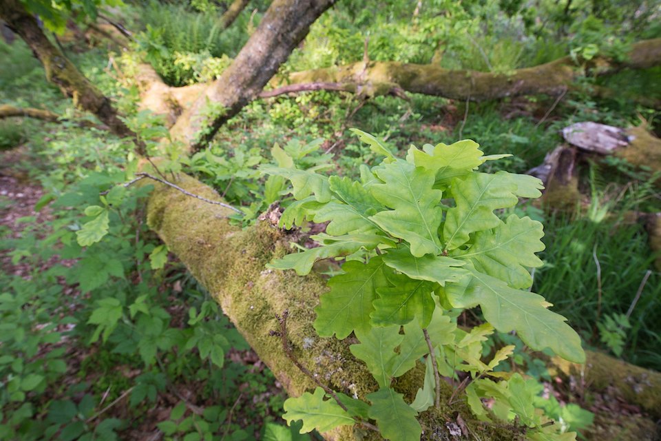 Beaver-chewed fallen oak at Bamff Wildland coppicing with new growth, Perthshire, Scotland