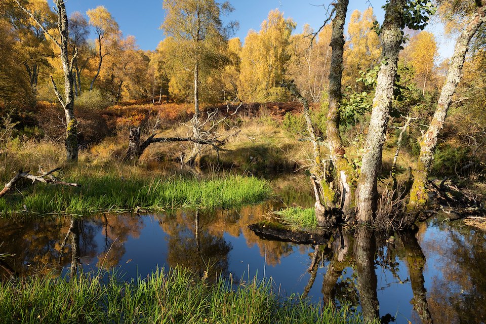 Beaver pond and autumn colour, South Clunes Farm, Inverness-shire