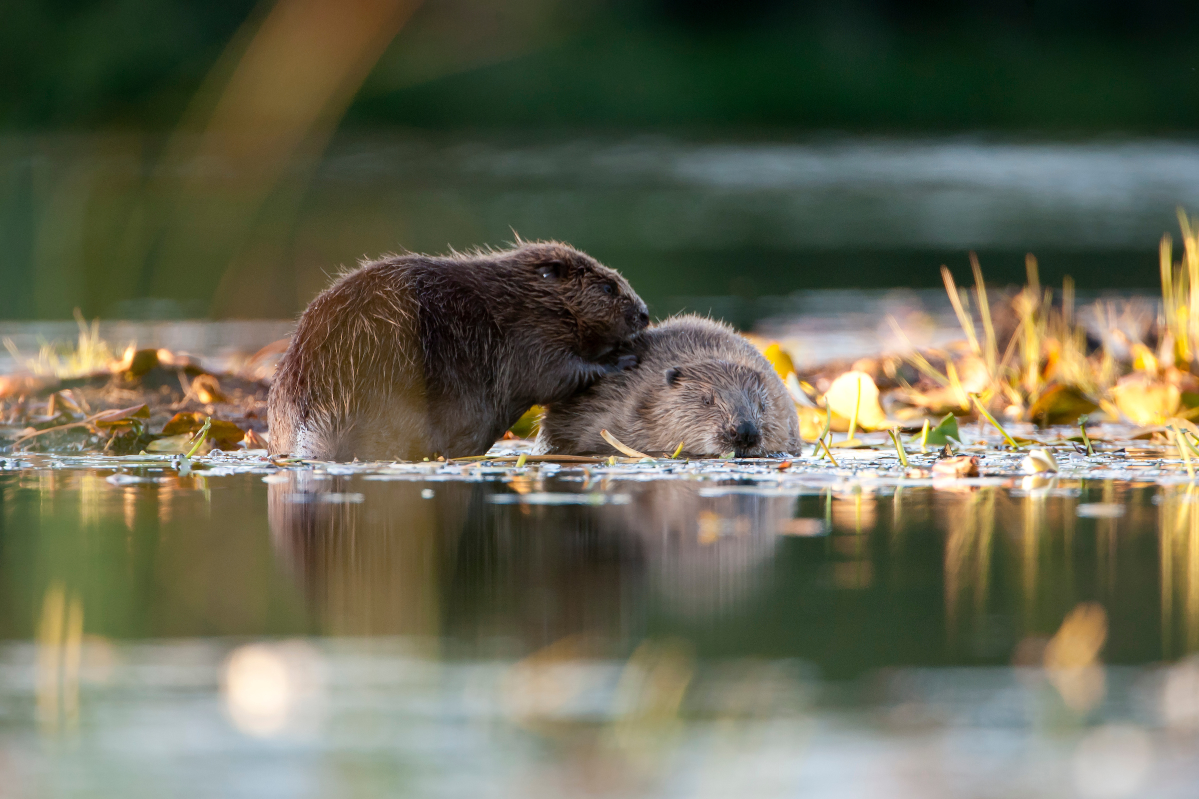 Image illustrating Three-quarters of Scots want more beaver reintroductions – but government agencies ‘go slow’ despite beaver deaths