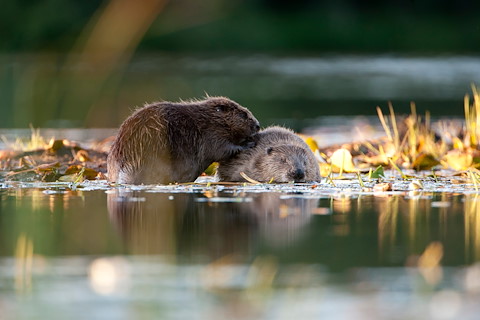 Three-quarters of Scots want more beaver reintroductions – but government agencies ‘go slow’ despite beaver deaths Image illustrating Three-quarters of Scots want more beaver reintroductions – but government agencies ‘go slow’ despite beaver deaths