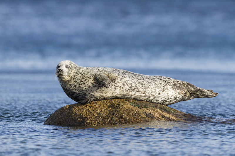 Common seal, Phoca vitulina, hauled out on rock, Arran, Scotland