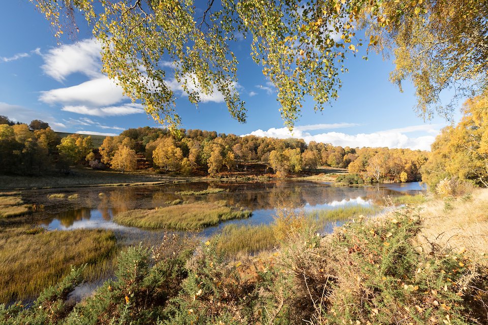 Beaver pond and autumn colour, South Clunes Farm, Inverness-shire