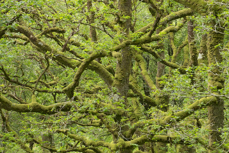 Ancient oak woodland, Sunart Oakwoods, Ardnamurchan, Scotland.