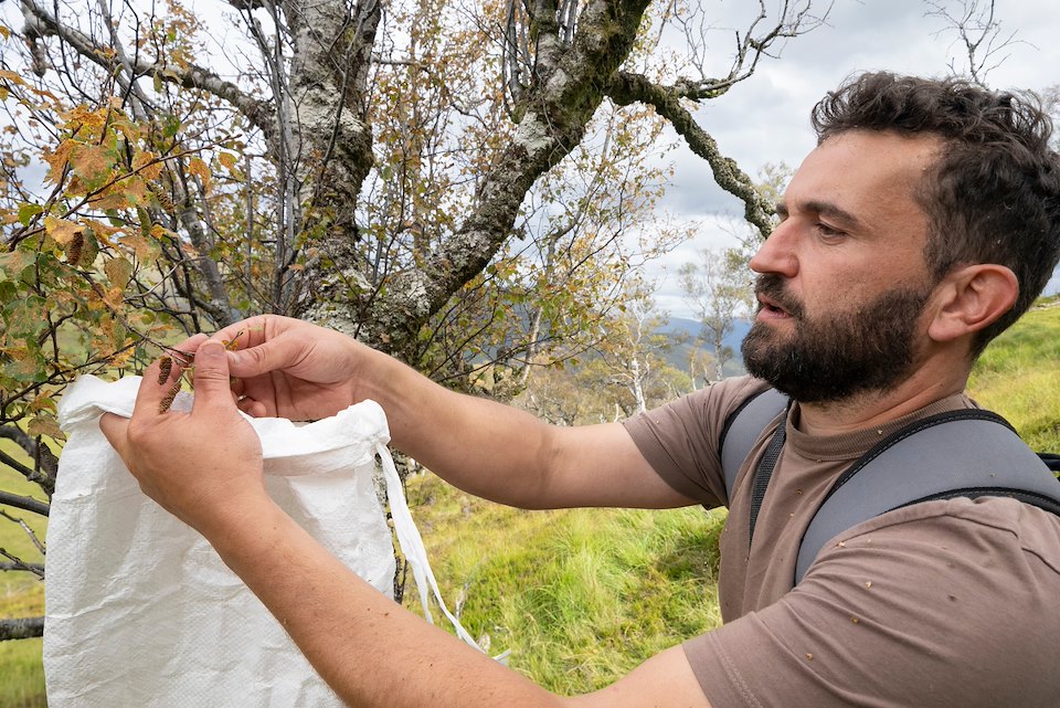 Craig Shearer collecting birch seeds in Cam Dhoire for Arkaig Community Forest tree nursery, Glen Mallie, Lochaber