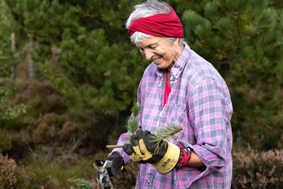 Non-native tree removal