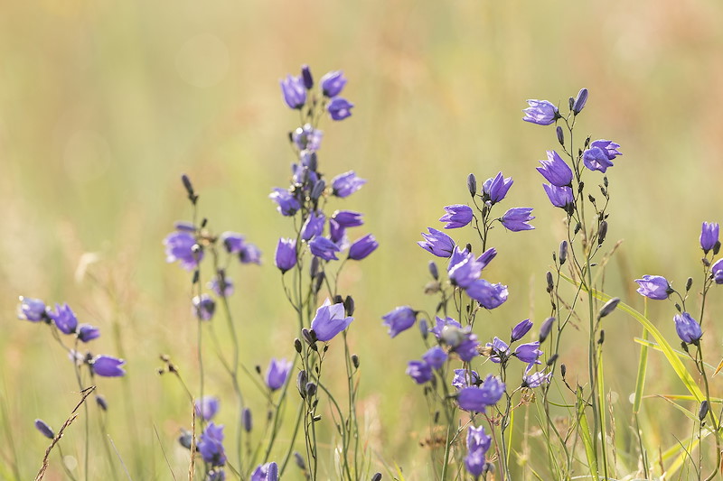 Harebell, Campanula rotundifolia, in flower, Scotland