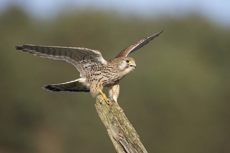 Female kestrel alighting on perch. Scotland. February