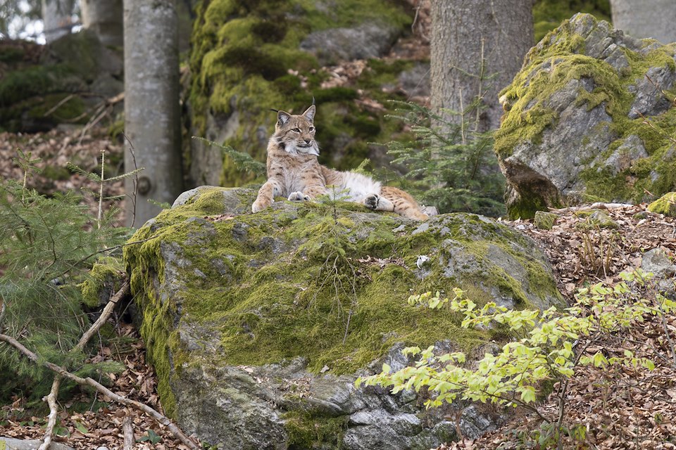 Lynx With Slovenian Hunters