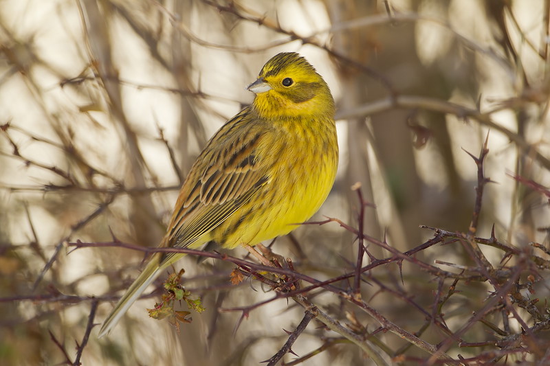 Yellowhammer (Emberiza citrinella) male perched on branch in snow, Scotland, UK