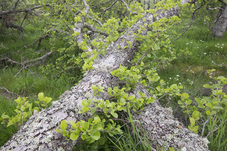 Windblown alders showing coppicing, Ballintean, Cairngorms National Park, Scotland.