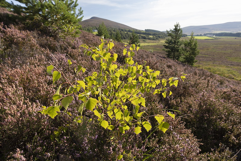 Birch sapling planted as part of a woodland creation scheme within a fenced area to protect from grazing, Lynbreck Croft near Grantown-on-Spey within the Cairngorms National Park