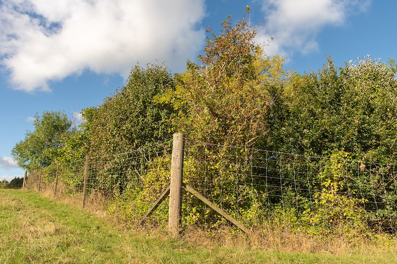 14 year old seed island, Reediehill Farm, Fife