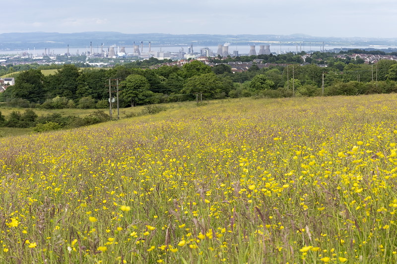 Meadow buttercup (Ranunculus acris) en masse in meadow with Grangemouth in the background, Pirleyhill Farm (a Northwoods Rewilding Network land partner), near Falkirk, Scotland, July 2024