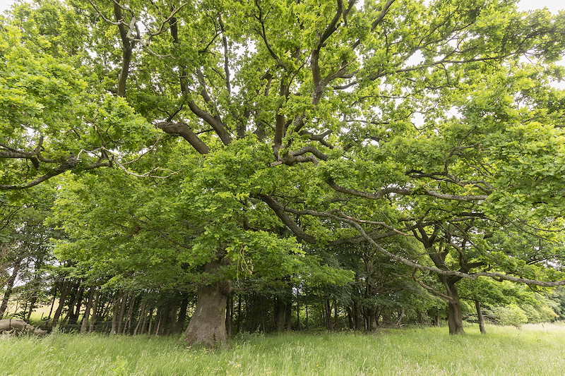 Large Pedunuclate Oak (Quercus robor) Pirleyhill Farm (a Northwoods Rewilding Network land partner), near Falkirk, Scotland, July 2024