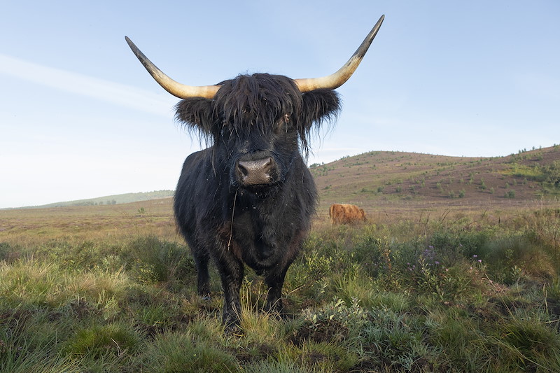 Highland cow grazing peat bog on Lynbreck Croft near Grantown-on-Spey within the Cairngorms National Park
