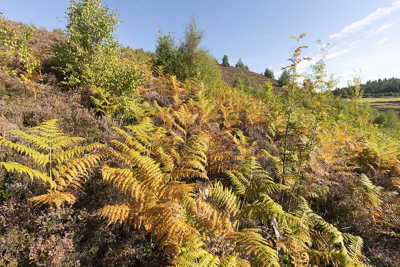 Young deciduous trees and bracken in planted area, Lynbreck Croft near Grantown-on-Spey within the Cairngorms National Park