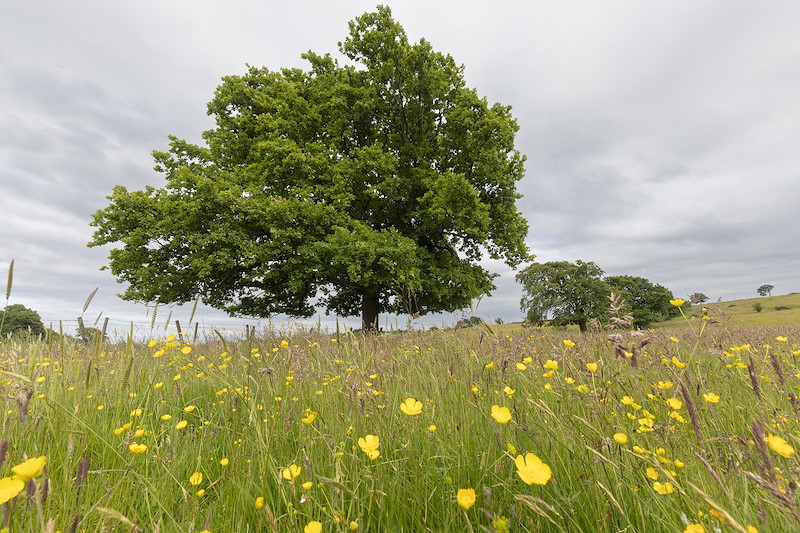 Ancient Pedunculate oak (Quercus robor) iand Meadow Buttercups, Pirleyhill Farm (a Northwoods Rewilding Network land partner), near Falkirk, Scotland, July 2024